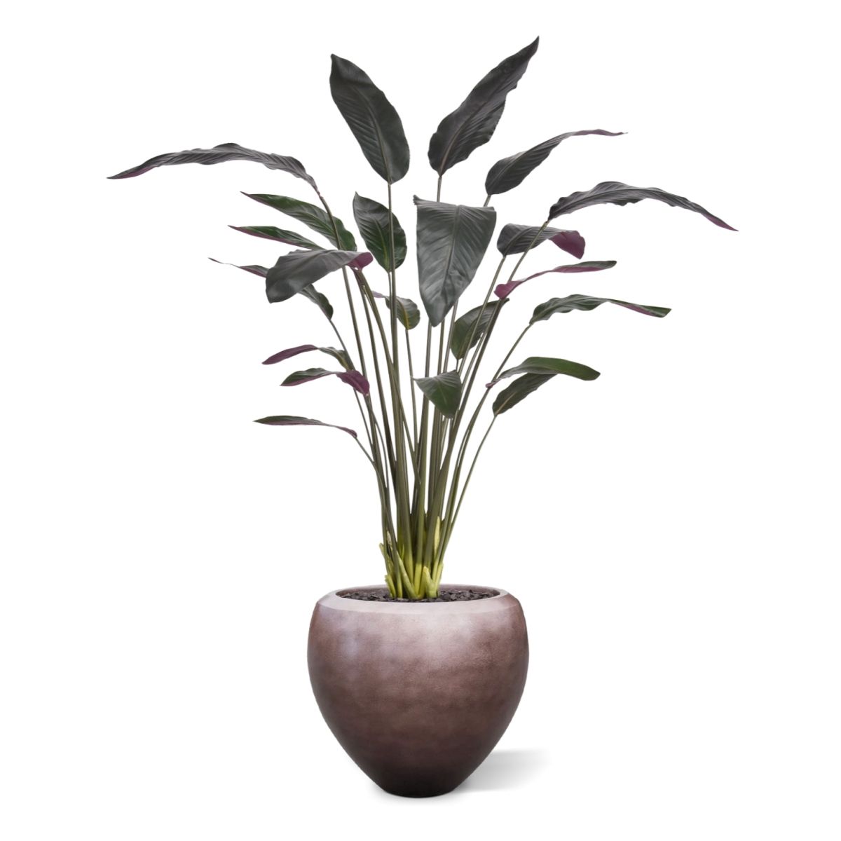 Red Calathea Luthea Kunstplant 140cm