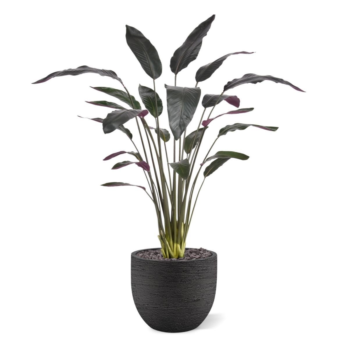 Red Calathea Luthea Kunstplant 140cm