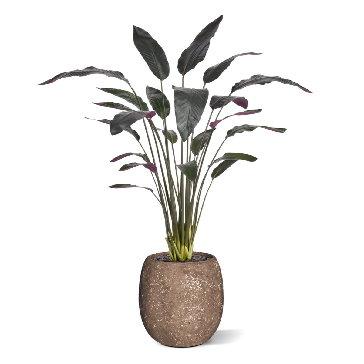 Red Calathea Luthea Kunstplant 140cm