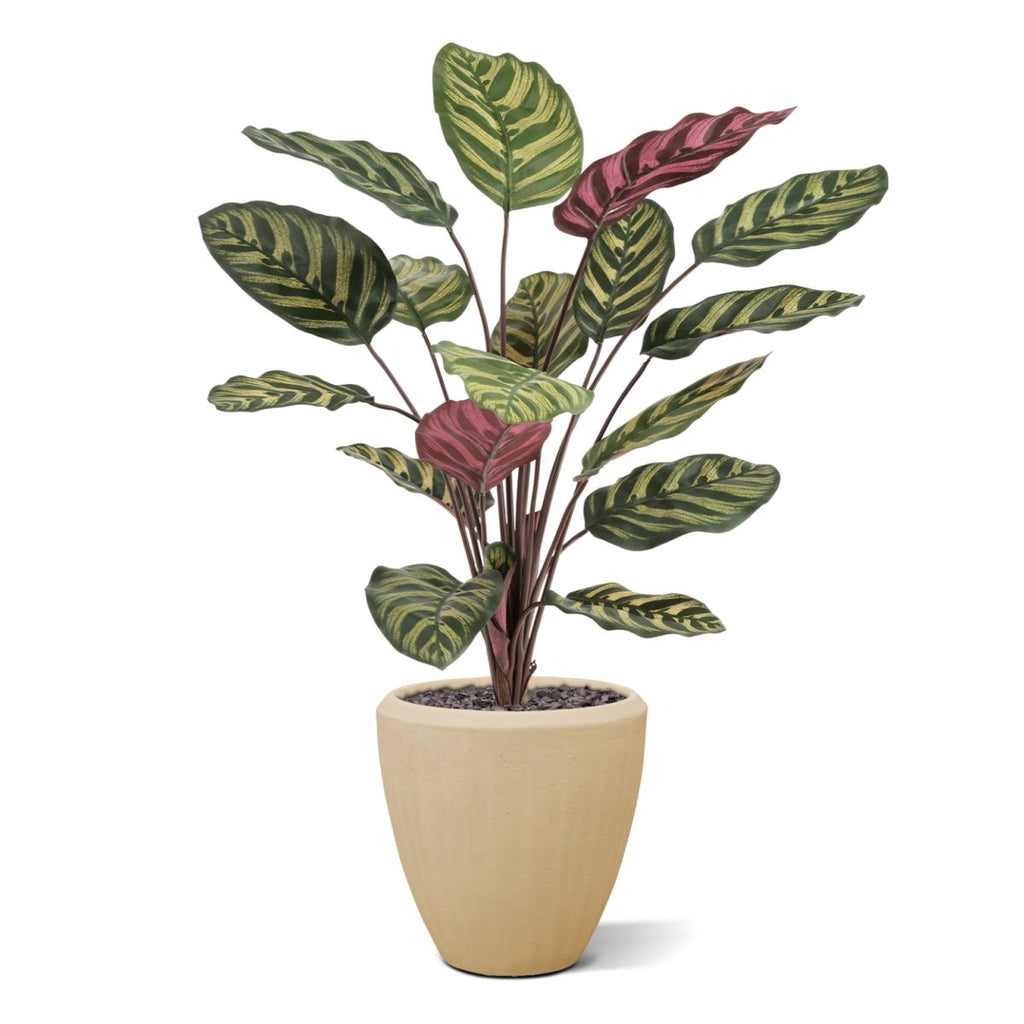 Red Calathea Makoyana FR Kunstplant 60cm