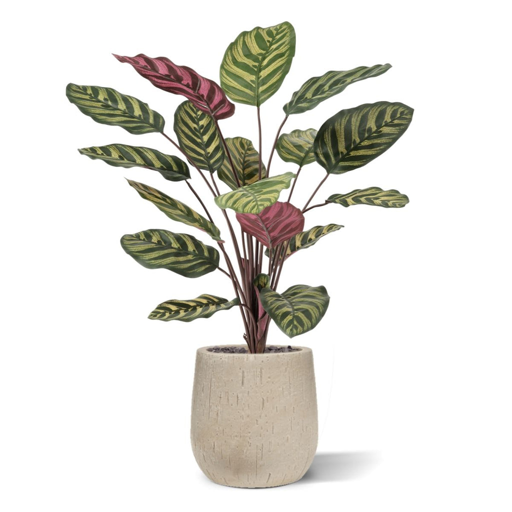 Red Calathea Makoyana FR Kunstplant 60cm