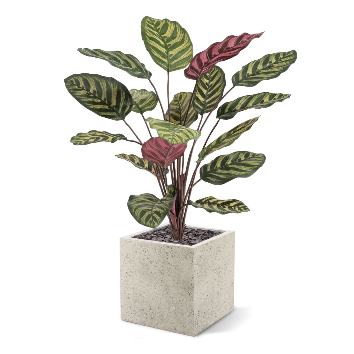 Red Calathea Makoyana FR Kunstplant 60cm