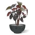 Syngonium kunstplant op hout 60cm