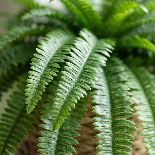 Close-up van veervormige varenbladeren met fijn gekartelde blaadjes en frisgroene kleur