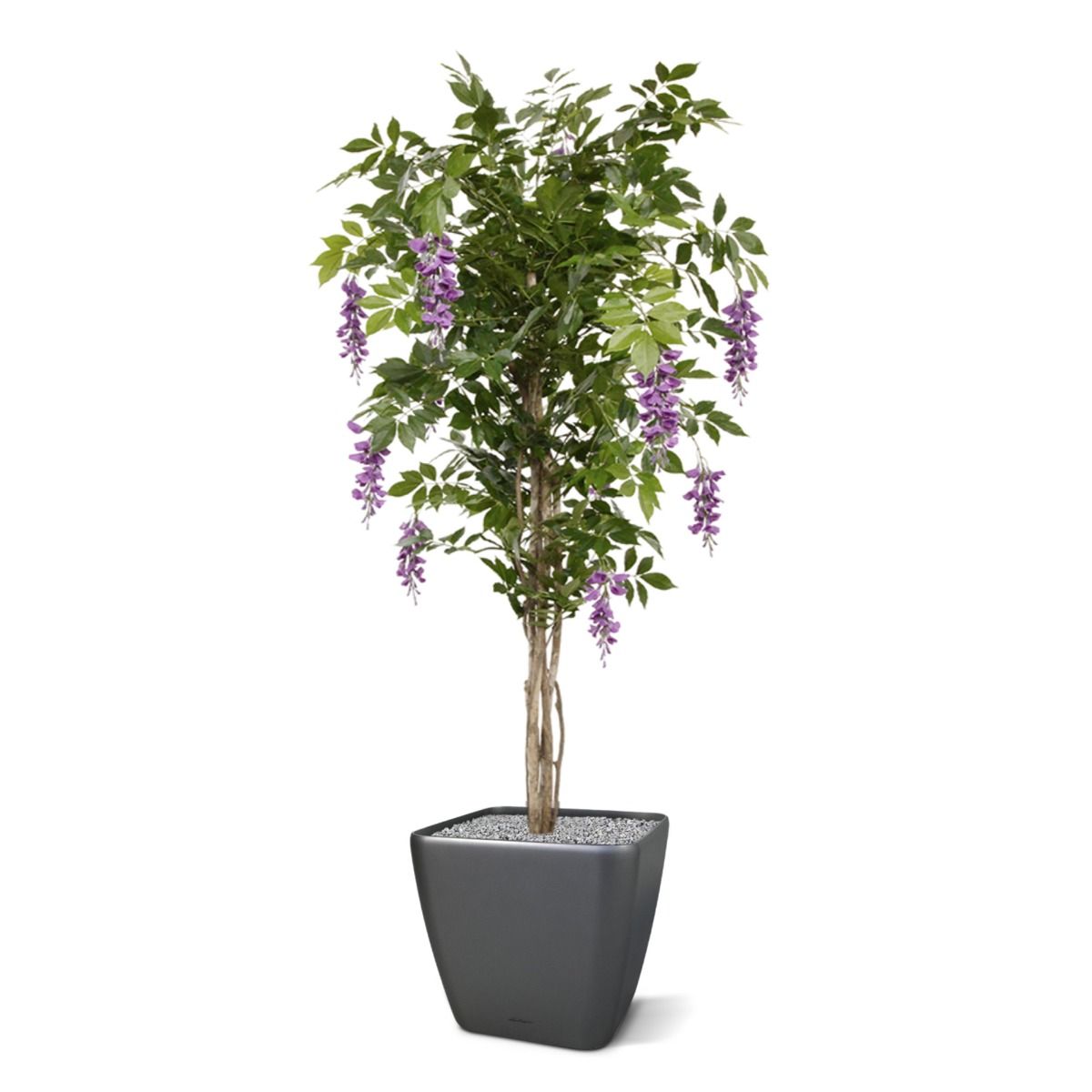Wisteria kunstboom 150cm - Lila / Geel