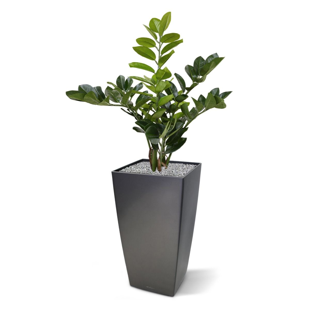 Zamioculcas kunstplant 55cm