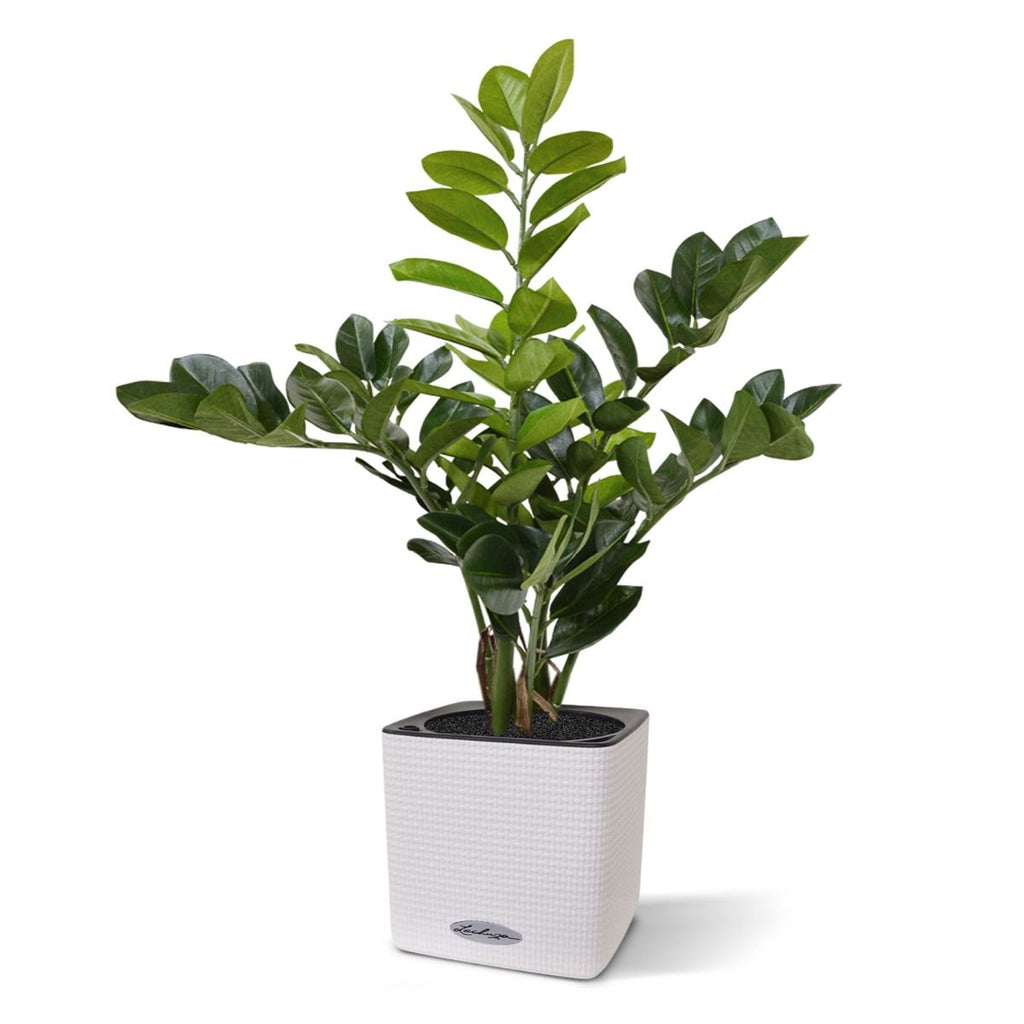 Zamioculcas kunstplant 55cm